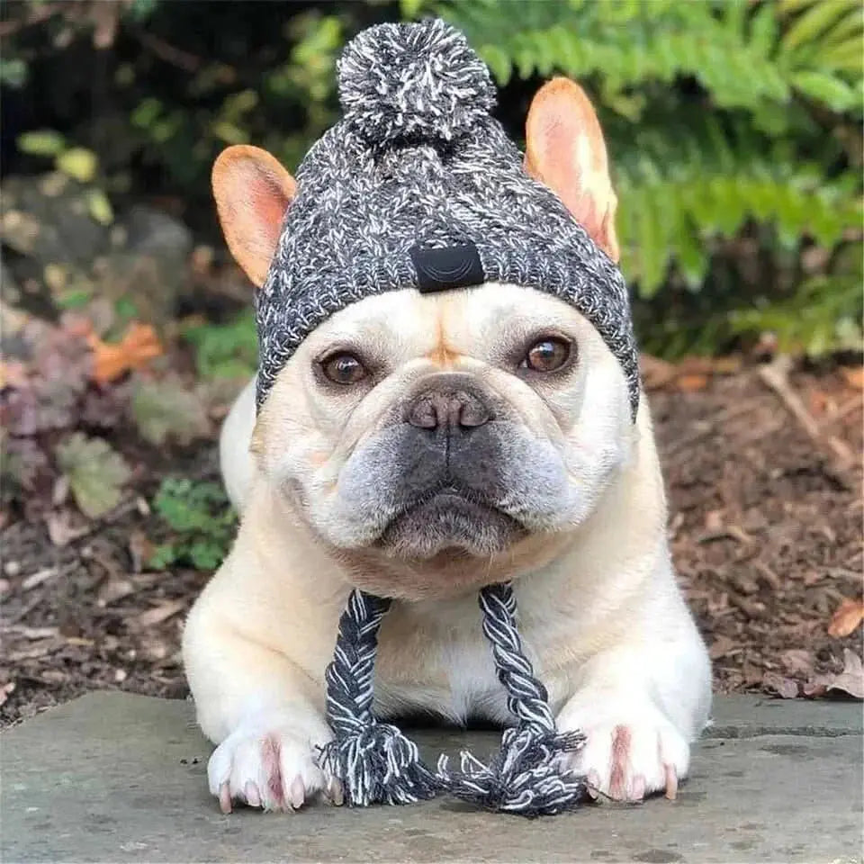 Stylish Dog Hat: Pet Accessory for Canine Fashion! - TRENDSRBLLC