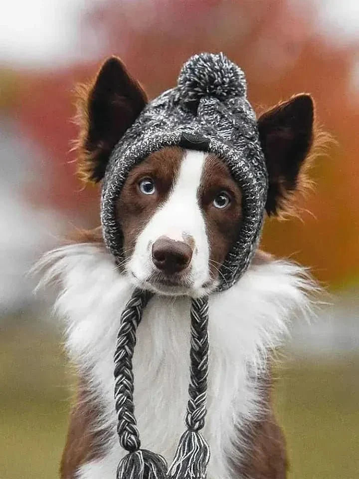 Stylish Dog Hat: Pet Accessory for Canine Fashion! - TRENDSRB