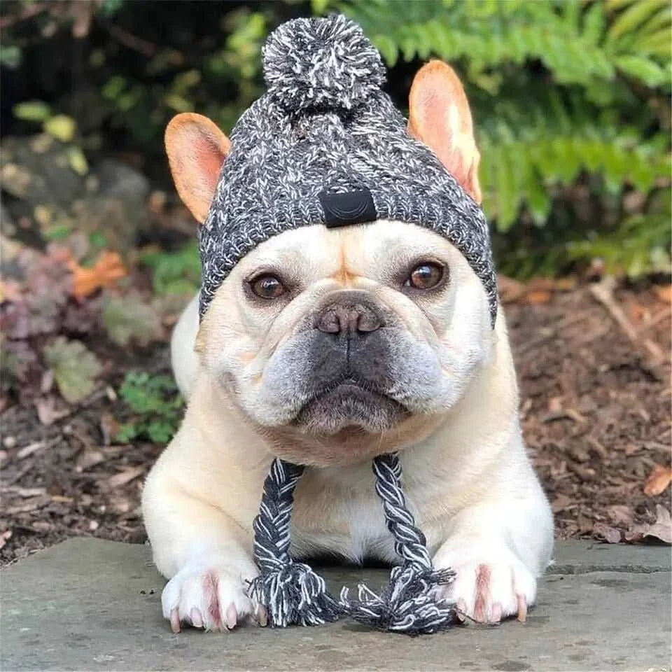 Stylish Dog Hat: Pet Accessory for Canine Fashion! - TRENDSRB